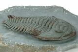 Lower Cambrian Trilobite (Longianda) - Issafen, Morocco #249257-2